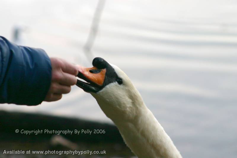 Gentle Grasp