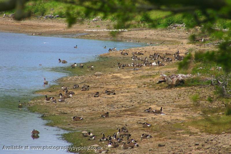 Goose Cove