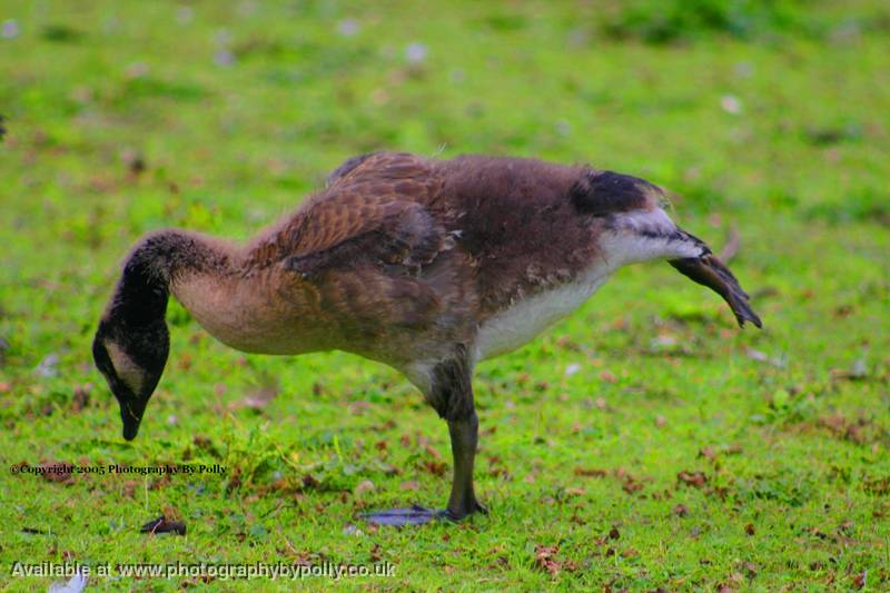 Goose Yoga