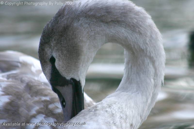 Gosling Groom