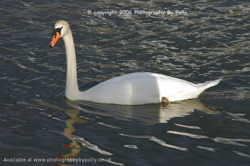 Graceful Glider