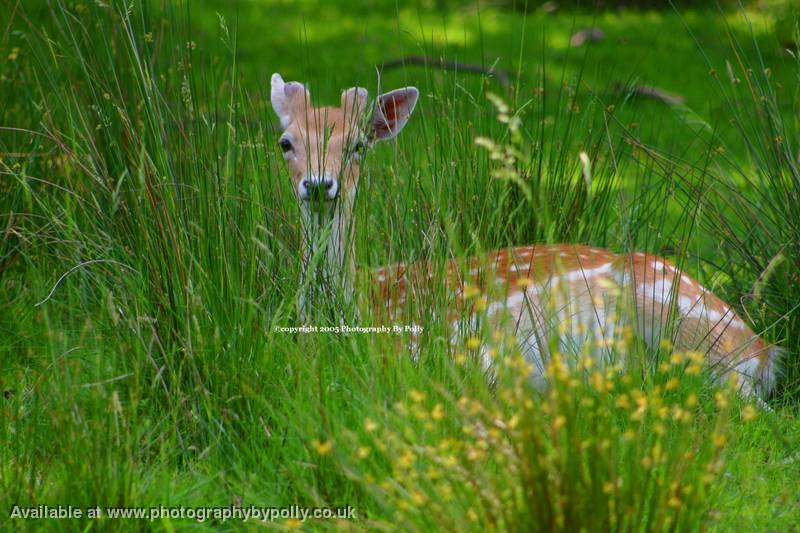 Grace In Grass