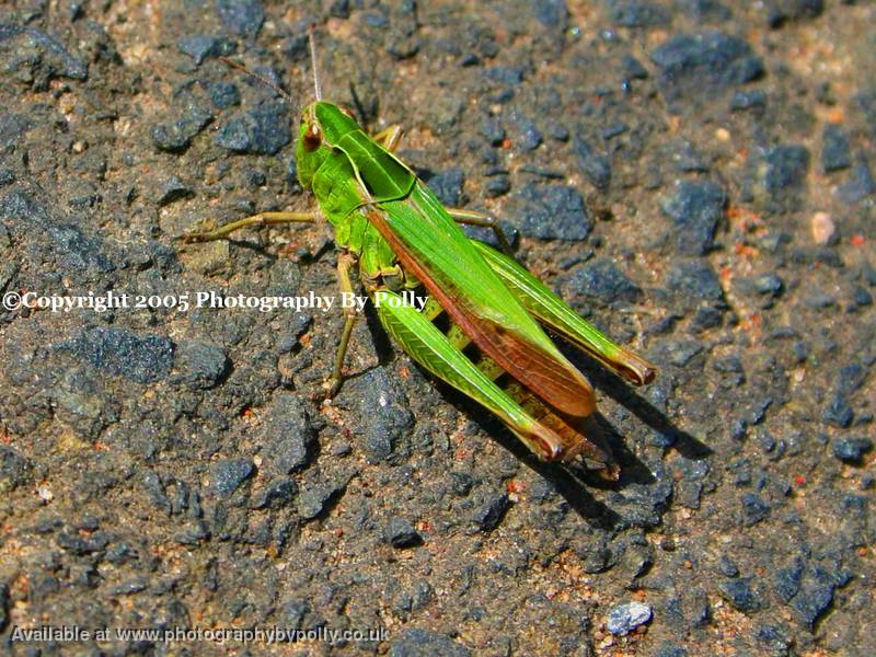 Grass Hopper