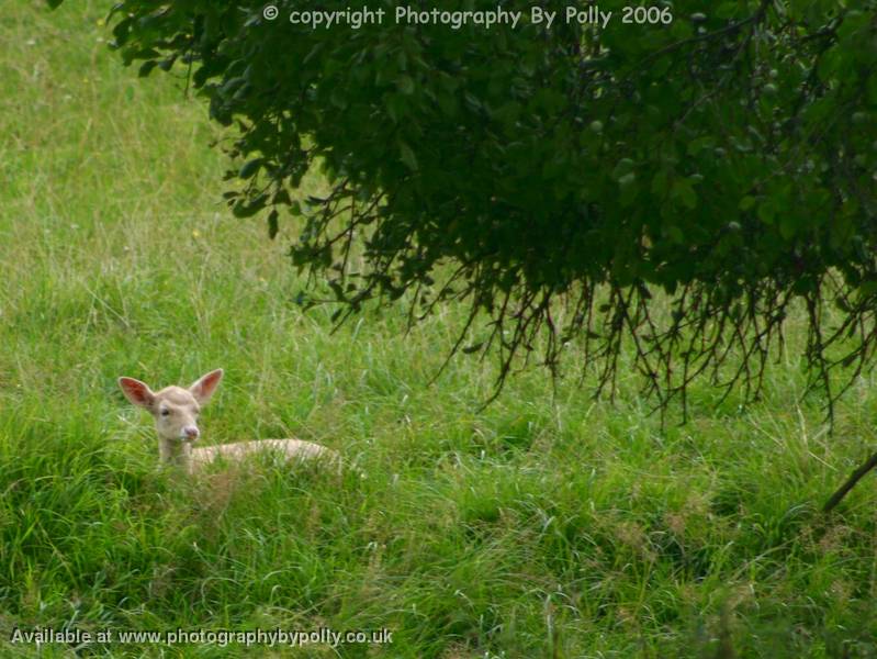 Grass Lurker