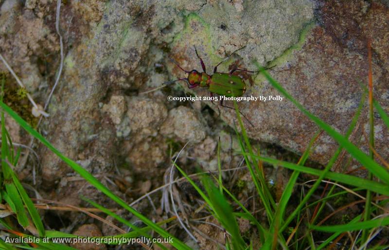 Green Beetle