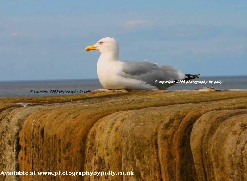 Gull Feathers