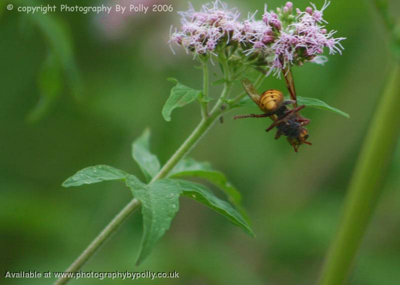 Hanging Hornet