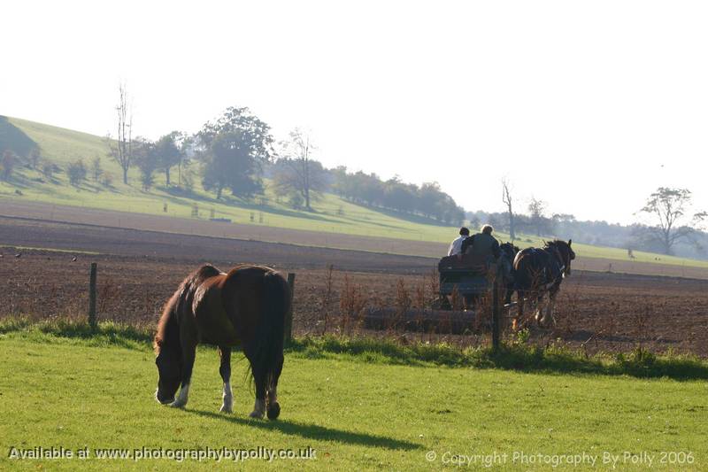 Happy Horses