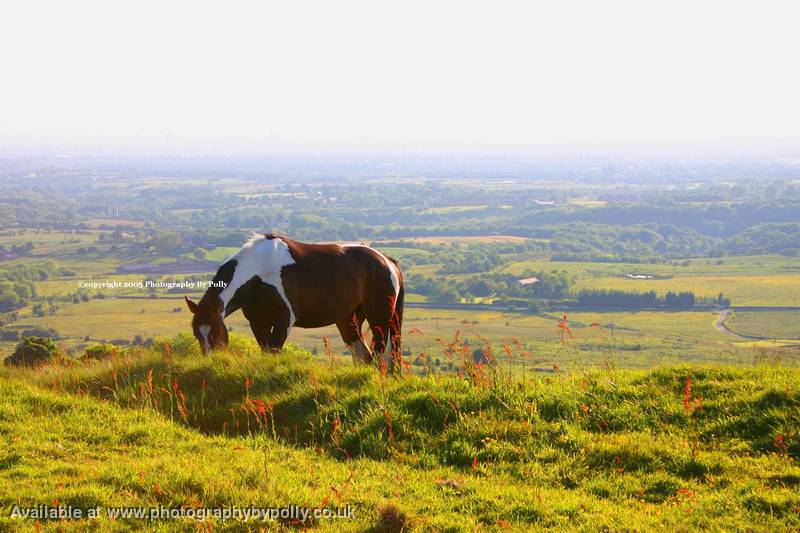 Hazy Hill Horse