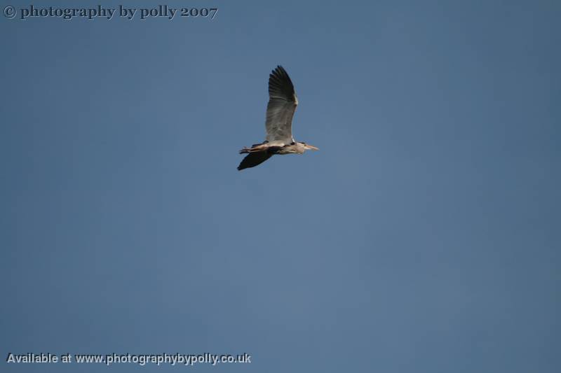 Heron Belly