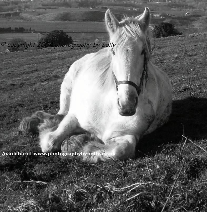 Horse Lying