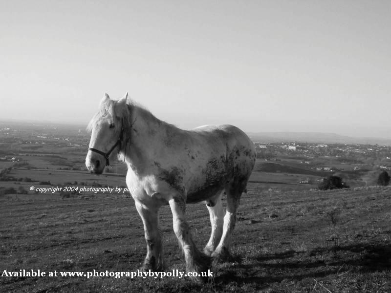 Horse Standing