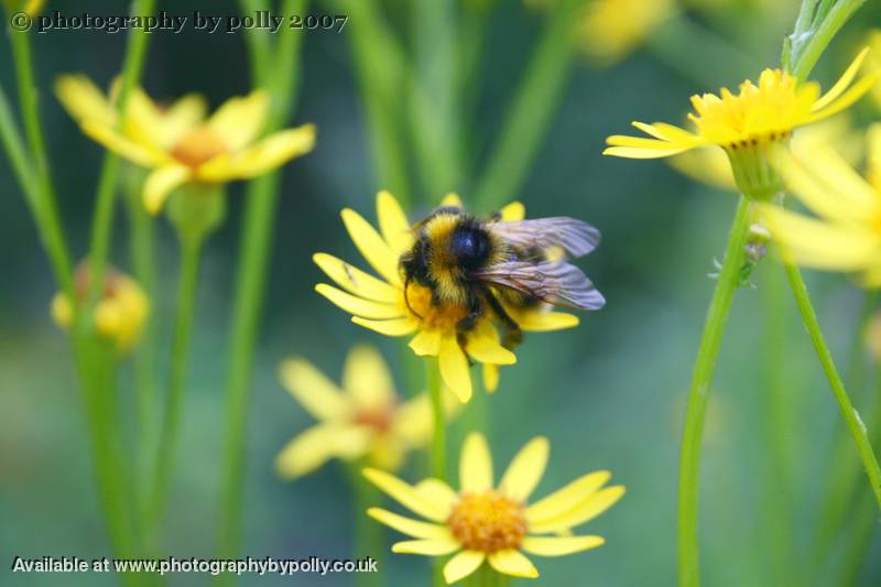 Humble Bumble