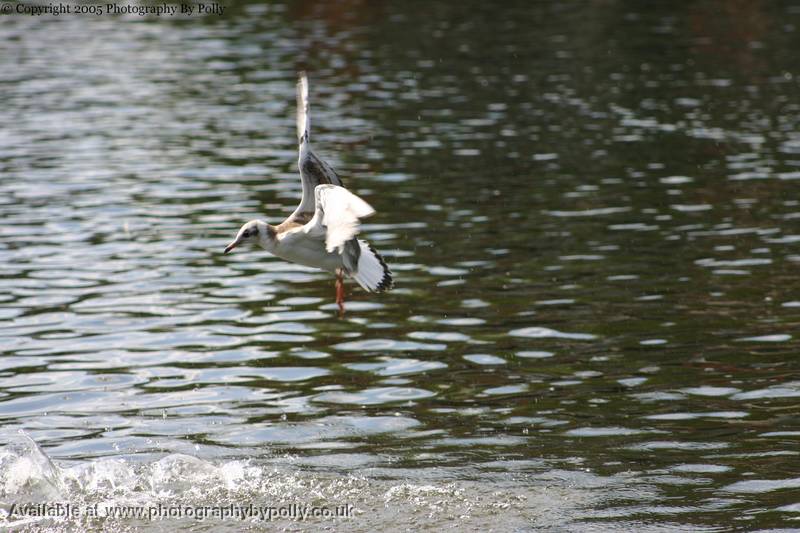 Into Land Gull