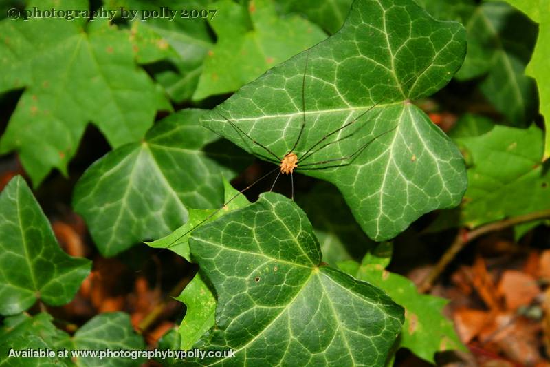 Ivy Spider