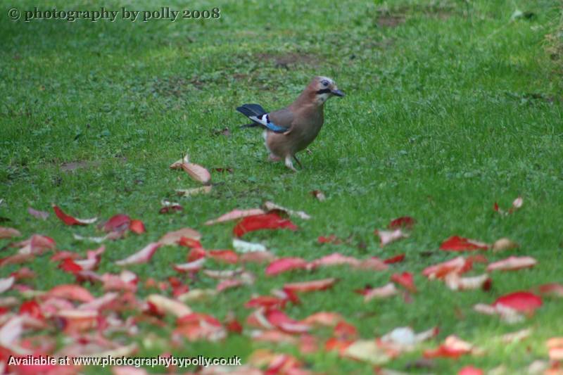 Jay Walking