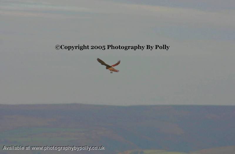 Kestrel Hover