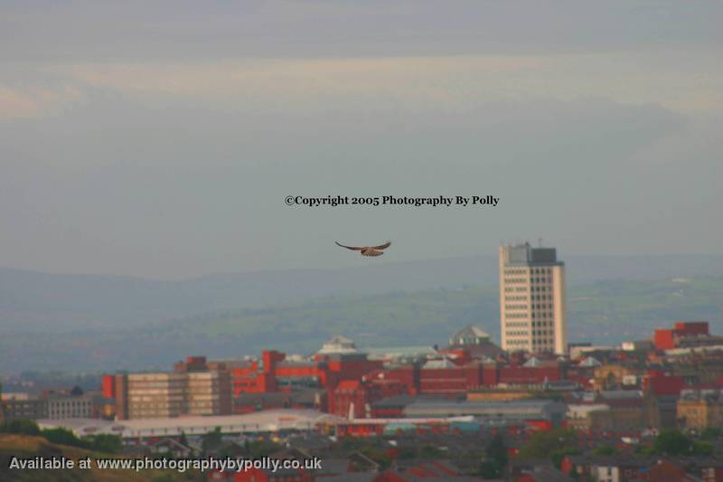 Kestrel Over City