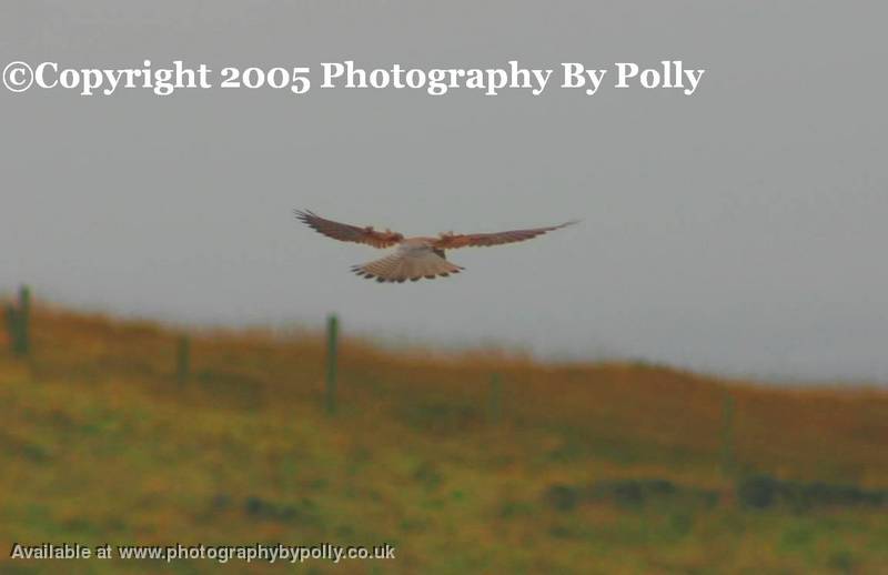 Kestrel Wings