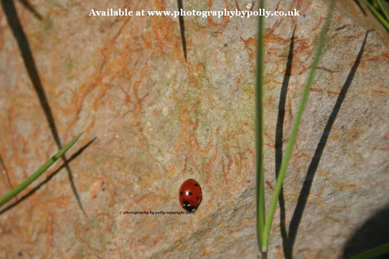 Lady Bug