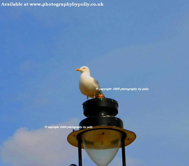 Lamp Gull