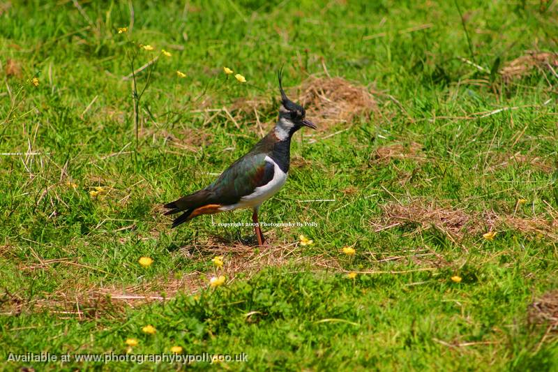 Lapwing