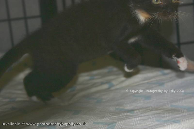 Laser Eyes