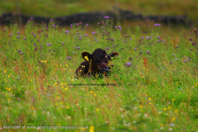 Lay In Grass