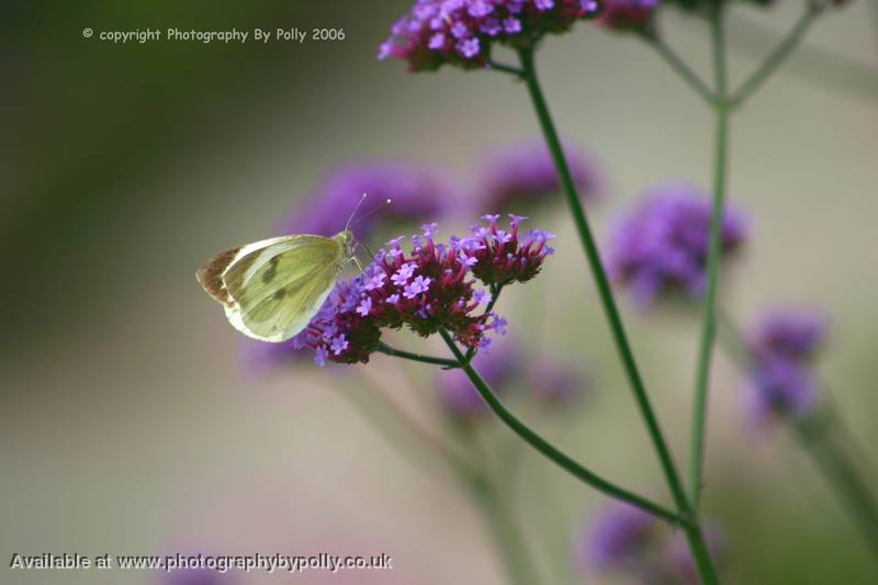 Lilac Wings