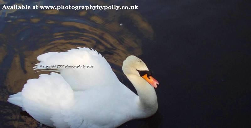 **Lonely Swan**