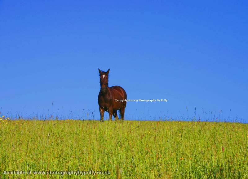 Loner Rider