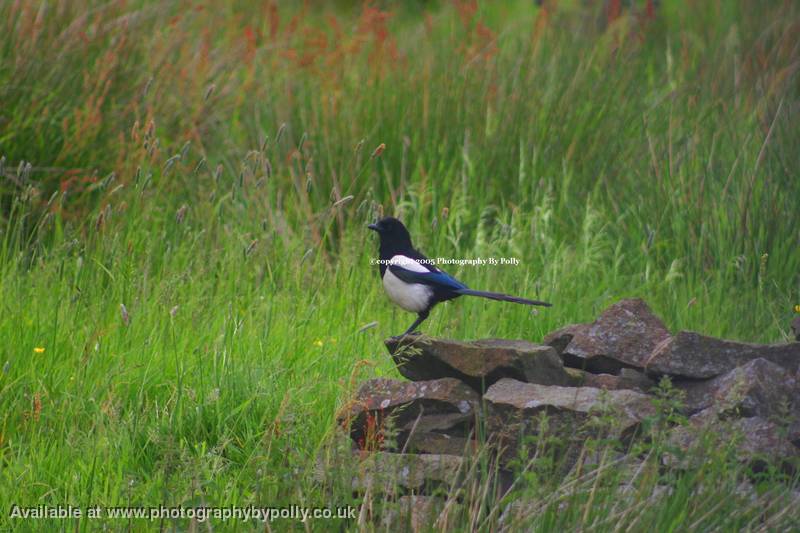 Magpie