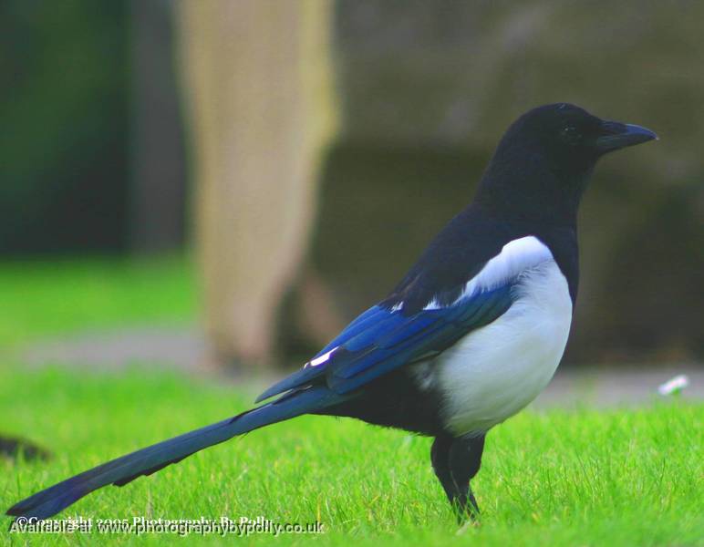 Magpie 2