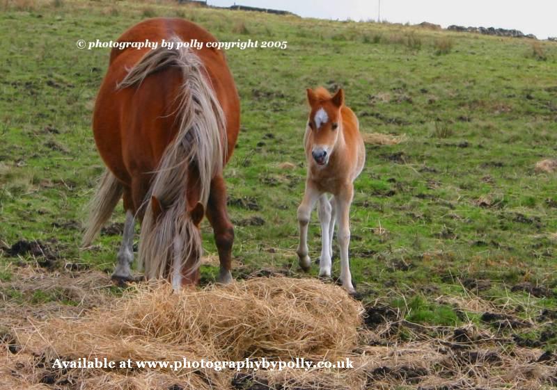 Mare and Foal