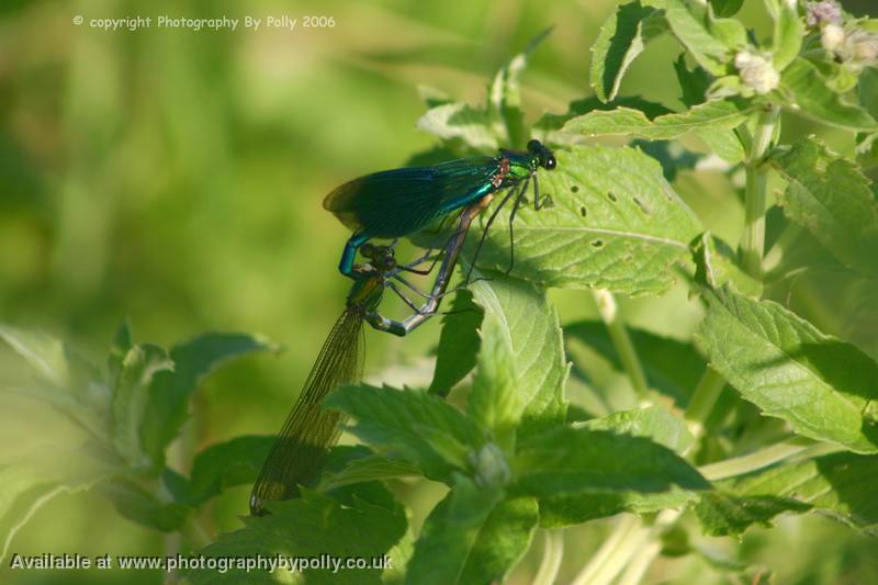 Mayfly Mating