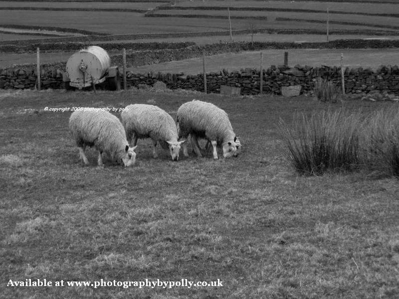 Merging Sheeps