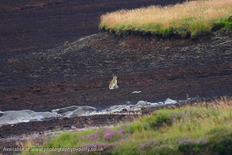 Moor Hare