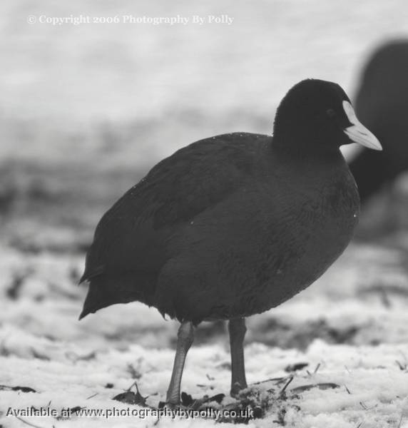 Moorhen snow