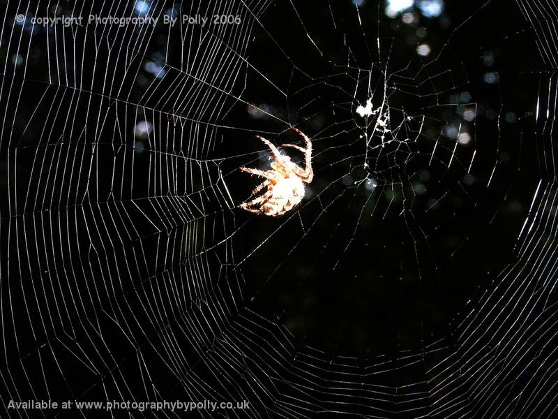 Morning Spinner