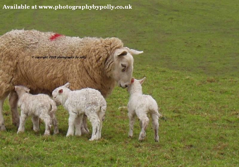 Mothers Love