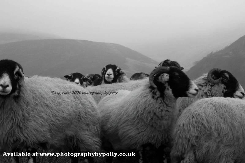 Mountain Sheep