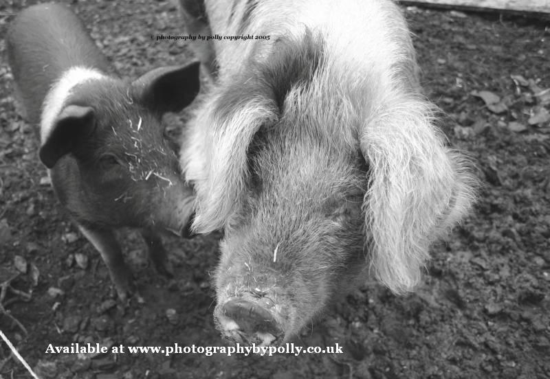 Mucky Pigs