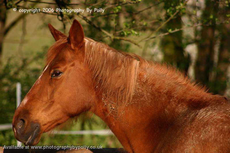 Muddy Mare