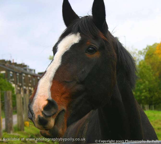 My Beautiful Mare