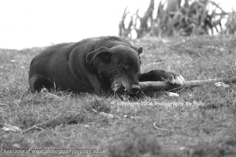 My Stick 4