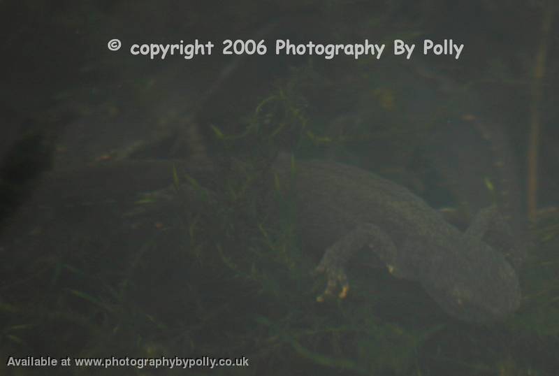 Newt Invasion