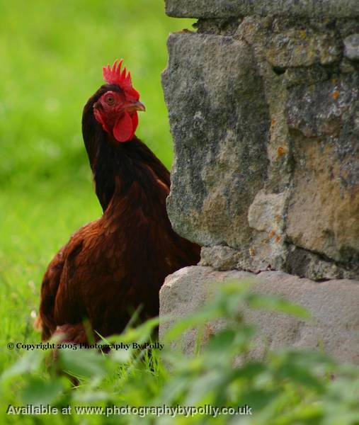 Nosey Hen