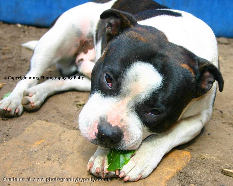 Oak Leaf Pup