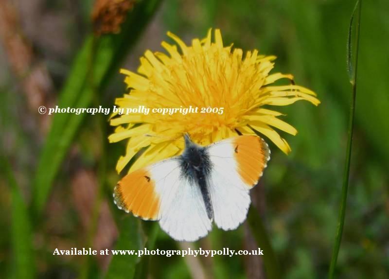 Orange Tip