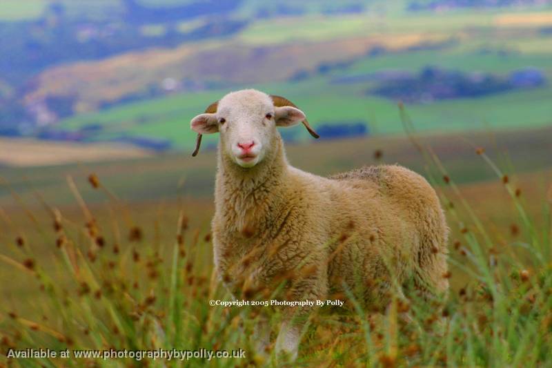 Pale Sheep